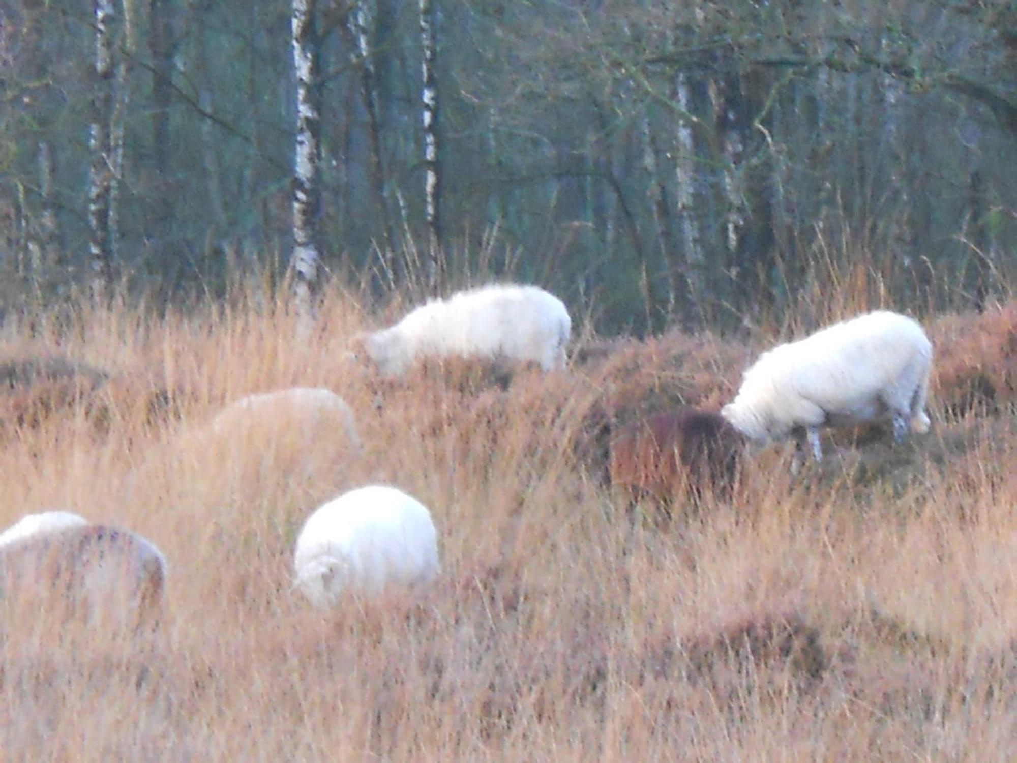 Slaopen En Stoet Bed and Breakfast Anderen Eksteriør billede